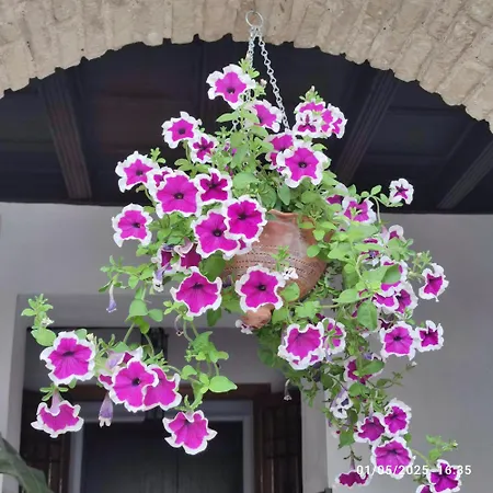 El Patio De Regina דירה קורדובה