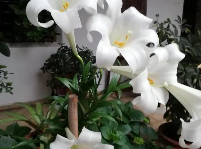 Apartmán El Patio De Regina *