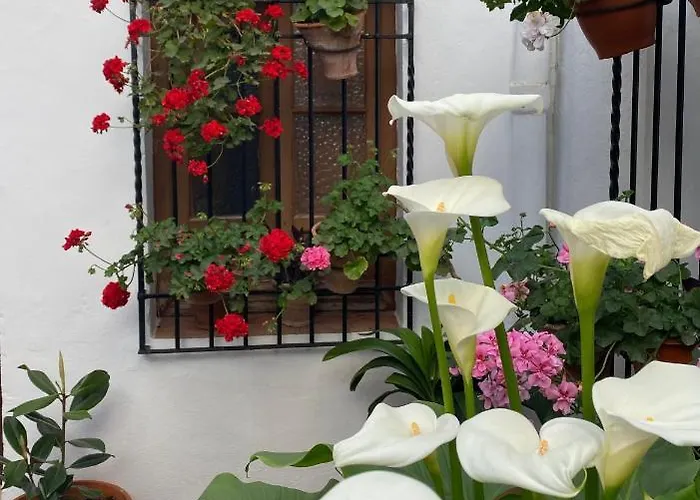 El Patio De Regina Córdoba