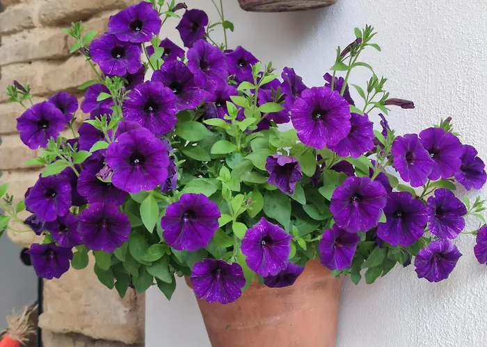 Apartmán El Patio De Regina