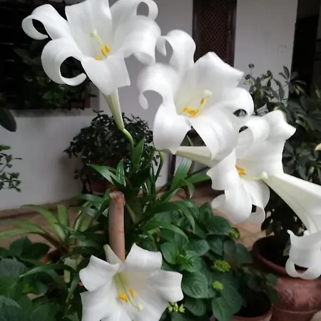 Apartman El Patio De Regina *