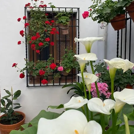 El Patio De Regina Cordova