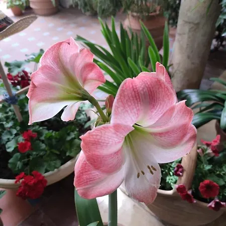 El Patio De Regina Apartman Córdoba