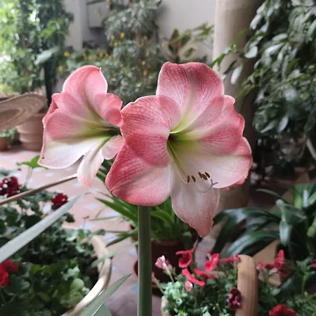 El Patio De Regina Apartament Kordoba