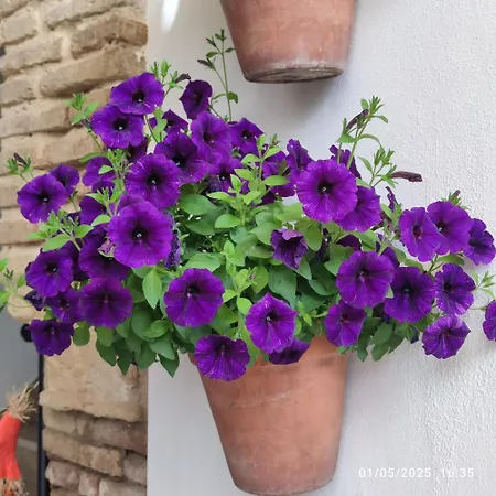 Apartament El Patio De Regina