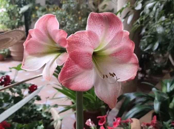 El Patio De Regina Διαμέρισμα Κόρδοβα