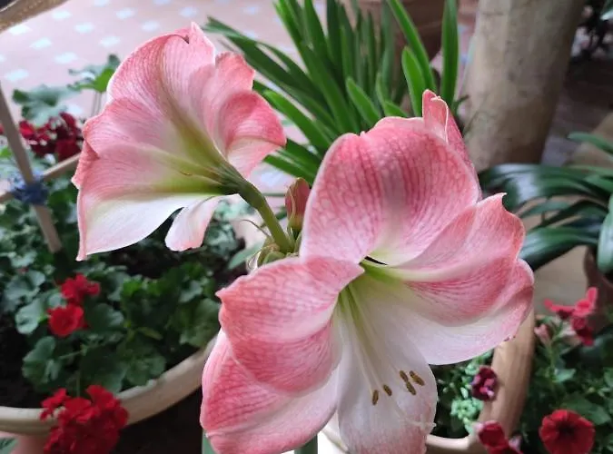 El Patio De Regina Διαμέρισμα Κόρδοβα